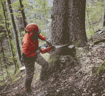 Обучение вальщик леса